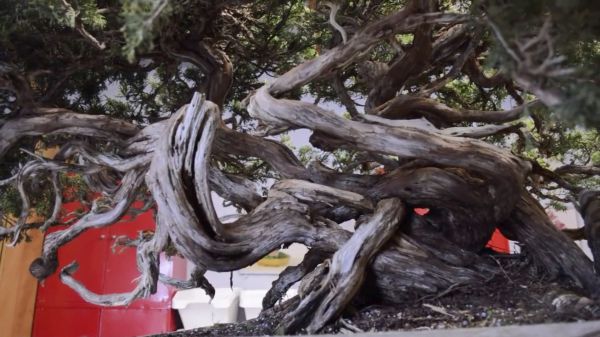 这树桩真不错，好树桩还得高手来做，真漂亮