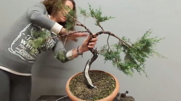 美国美女制作一棵柏树，技能很全面啊！