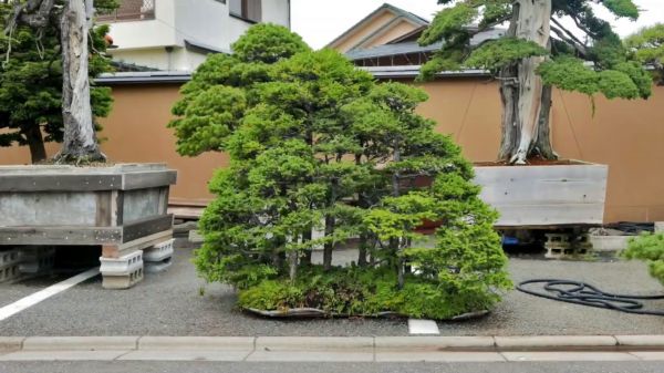 玩盆景的都想拥有这样 的一个院子，太漂亮了