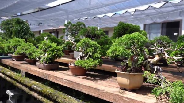 盆景初学者，必须多学习，参观下日本盆景园