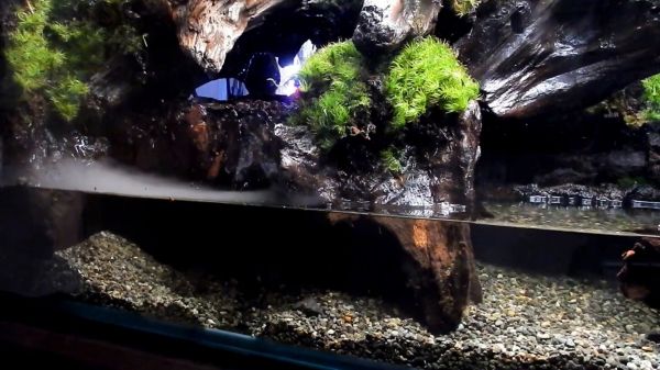 喜欢养鱼的注意了，鱼缸这样做才漂亮