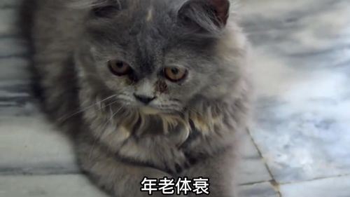 宠物猫怎么确定年龄呢
