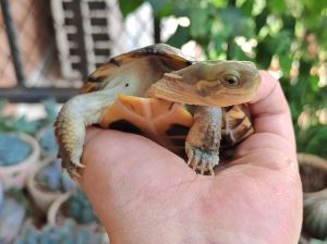 小青龟和草龟哪个互动性好,小青龟草龟哪个好玩?性格不同看喜好!