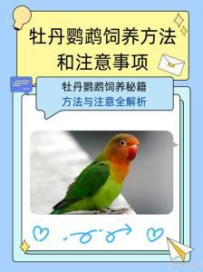 室内能养鹦鹉吗_养室内鹦鹉需注意健康和环境,阳台饲养较好,驯化可减少噪音,但互动性不强,饲养需注意清洁安全