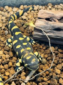 爬宠有智商高的吗_乌龟虽古老但聪明,认人识特征,互动性强,宠物好伴侣