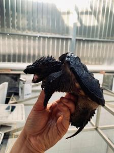 互动性最好的龟排名_互动强好亲近的龟类宠物推荐