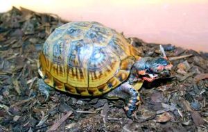 互动性好的龟_龟种不同互动各异,耐心喂食增亲密