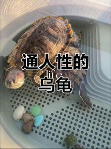 那种龟互动好_养龟互动性强?10种爱亲近的龟种!