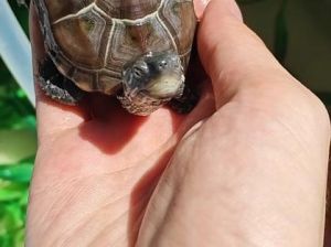 什么龟不咬人互动性好_黄缘龟巴西龟等半水龟互动强好养!