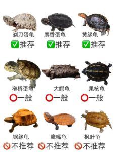 什么龟互动性最好_麝香龟,便宜好养,水中游,好看!