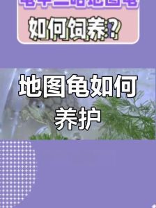 地图龟怎么养_地图龟需大空间好水质,认主人寿命长,是长期责任