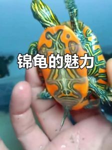 互动性最强的龟是什么品种_互动性强,认主好养,趣味十足的几种宠物龟