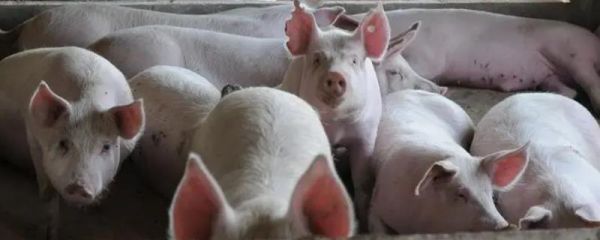 养猪场如何除虫，需严格做好消毒、粪便清理、新猪隔离等工作