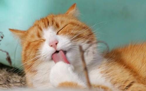 宠物猫破皮怎么处理伤口