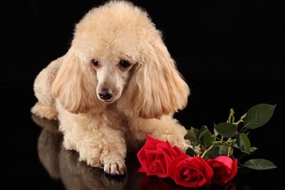 狗咬人脚出血了怎么办