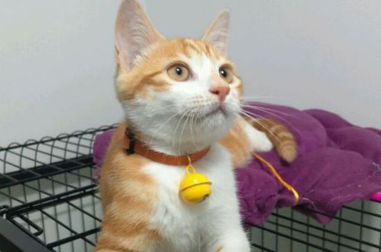 猫受伤了怎么处理伤口