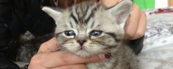 猫受伤了怎么处理伤口