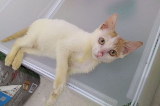 猫受伤了怎么处理伤口