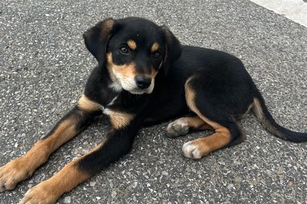 如何判断狗狗被蜱虫咬了，只能检查皮肤表面