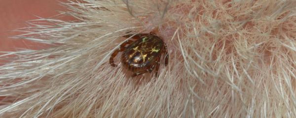 如何判断狗狗被蜱虫咬了，只能检查皮肤表面