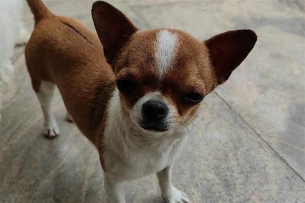 如何判断狗狗被蜱虫咬了，只能检查皮肤表面