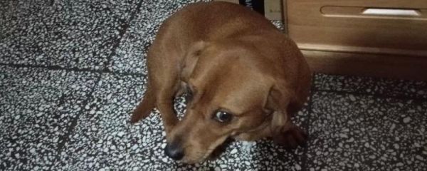 狗耷拉耳朵代表什么，表示心情差、感到不适、害怕受到处罚