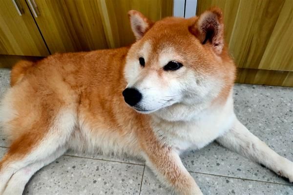 如何判断狗狗被蜱虫咬了，只能检查皮肤表面