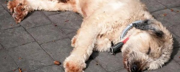 小狗为什么突然后腿无力，可能是腿部受伤、缺钙等原因造成