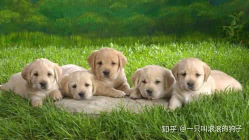 宠物狗被咬伤伤口肿胀怎么处理