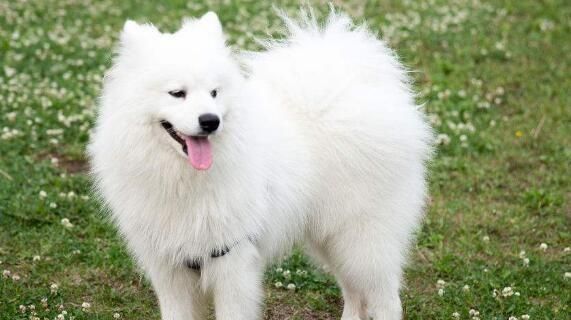 如何让宠物萨摩耶犬保持健康运动？（平时怎么运动？五个好建议教你养成健康习惯！）