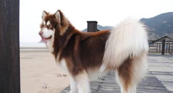 如何让宠物萨摩耶犬保持健康运动？（平时怎么运动？五个好建议教你养成健康习惯！）