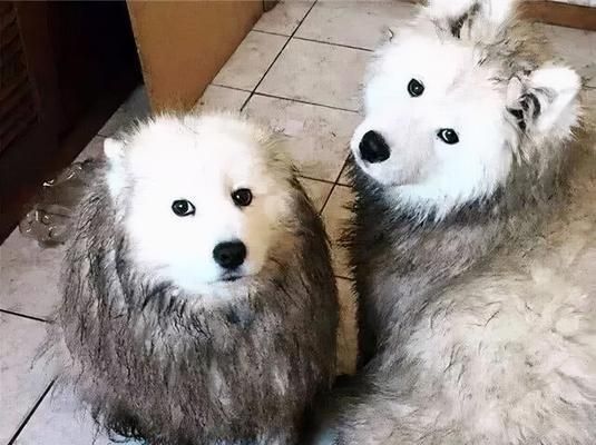 如何让宠物萨摩耶犬保持健康运动？（平时怎么运动？五个好建议教你养成健康习惯！）