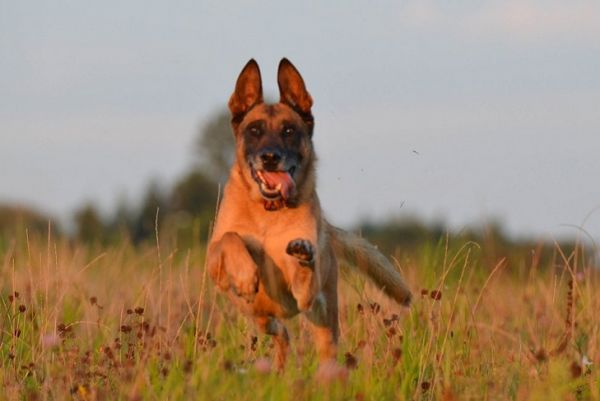 马犬肌肉锻炼方法有哪些