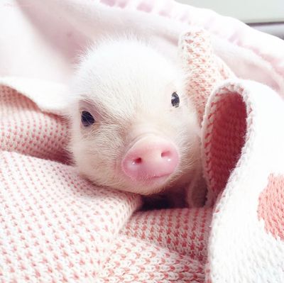 小猪 直视 毛茸茸 可爱