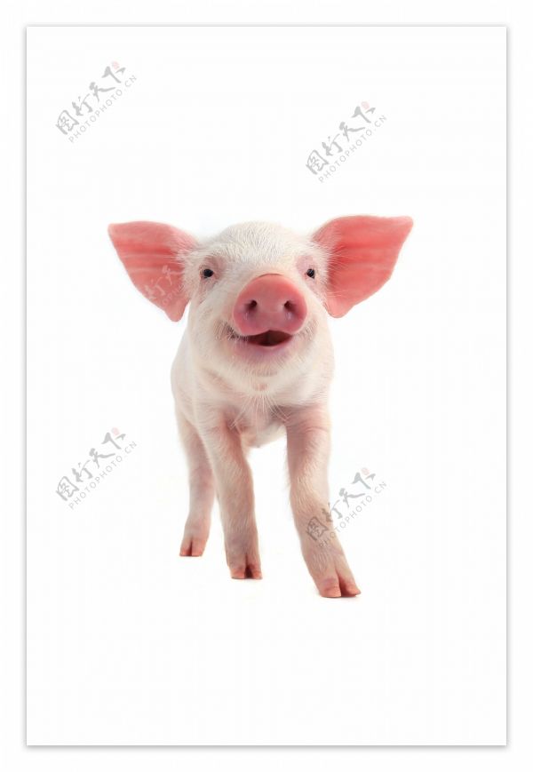 迷你可爱宠物猪图片