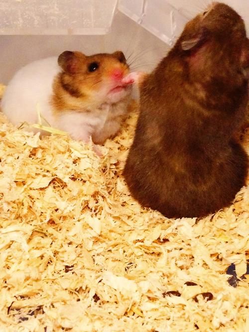 没有空调和暖气仓鼠怎么过冬，关爱小仓鼠过冬