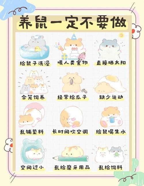 穷养仓鼠的方法_主粮杂粮果蔬，基础配置DIY，每月超省！