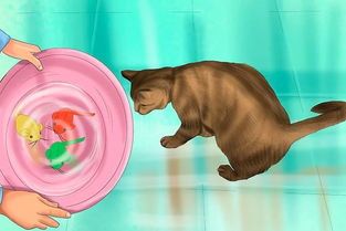 宠物猫怎么洗澡教程