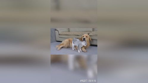 小猫对金毛最甜蜜的爱！