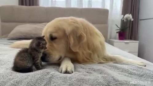 这只巨型金毛和小猫有着有史以来最甜蜜的纽带！