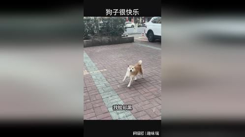 狗狗的快乐你们根本想象不到