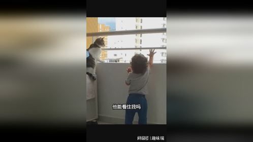 这猫咪有责任心