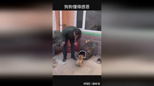 狗狗也是懂得感恩