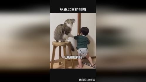 尽职尽责的猫咪
