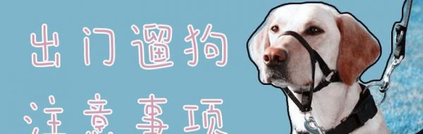 夜间遛狗注意事项（以宠物为主的安全行为指南）