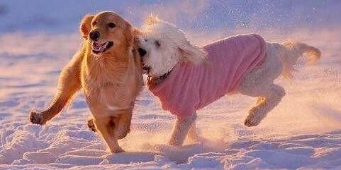 夜间遛狗注意事项（以宠物为主的安全行为指南）