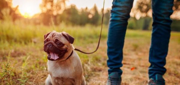 夜间遛狗注意事项（以宠物为主的安全行为指南）