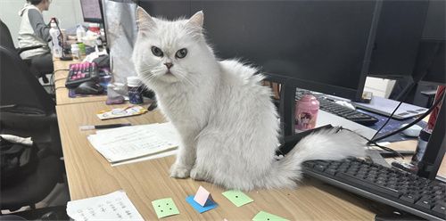 【游·见】专访喵吉托工作室：在 “传统养宠束缚” 与 “AI 社交新潮” 的碰撞中，以创新解锁宠物社交游戏新魅力