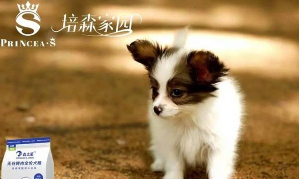 狗绝育后的饮食指南（科学合理的饮食有助于宠物健康）