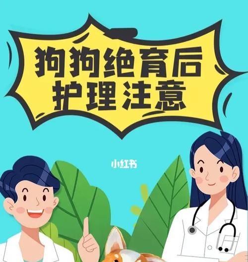 狗绝育后的饮食指南（科学合理的饮食有助于宠物健康）